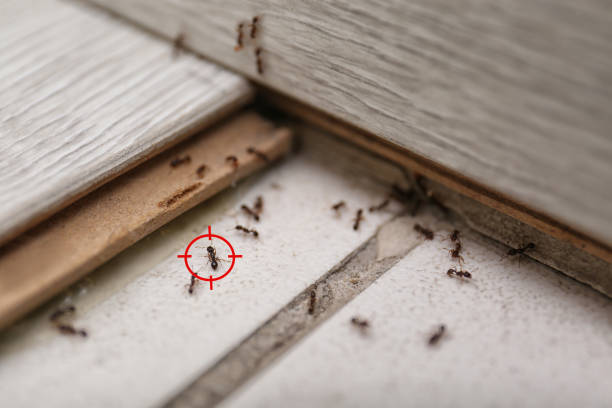 Best Ant Control Services  in Upper Exeter, PA